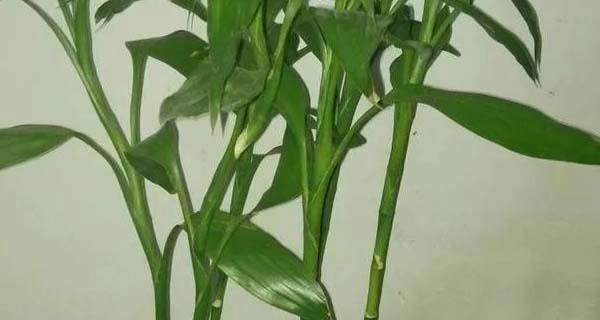 土培富贵竹叶子变黄的原因与解决方法（为您解析富贵竹叶子变黄的可能原因及有效的处理方式）