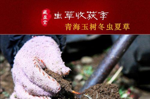 如何保存新鲜虫草？（有效方法和关键技巧）