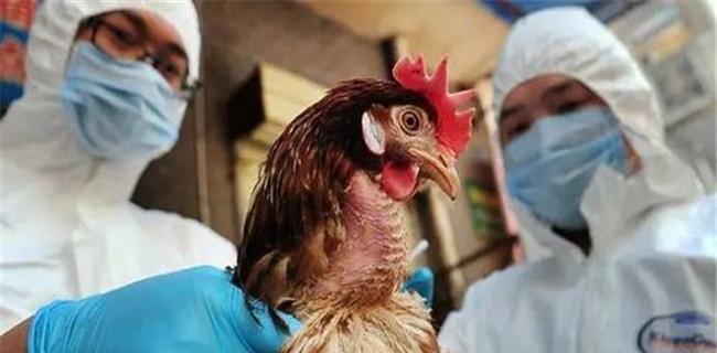 禽流感防控措施，保护家禽健康（分享有效的防控措施）