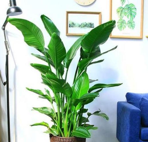 办公室最旺风水植物推荐（提高办公室能量）