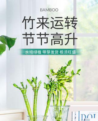 室内水养植物推荐（选择适合室内环境的植物）