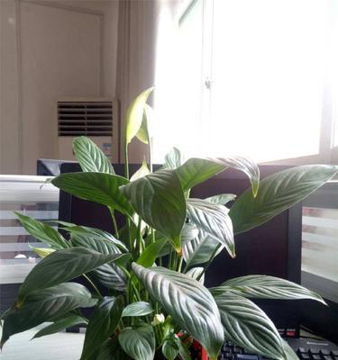 以一帆风顺植物的简介及养殖方法（探索以一帆风顺植物的特点和养殖技巧）