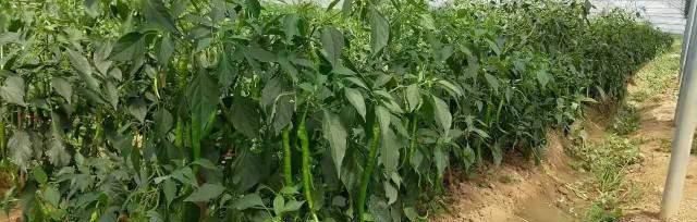 蔬菜种植推荐（打造家庭菜园）