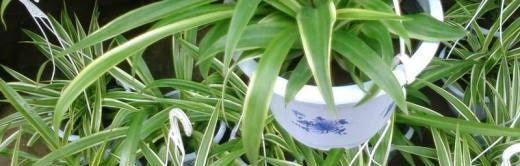 秋天吊兰叶子发黄，如何处理（解决秋天吊兰叶子发黄问题的有效方法）
