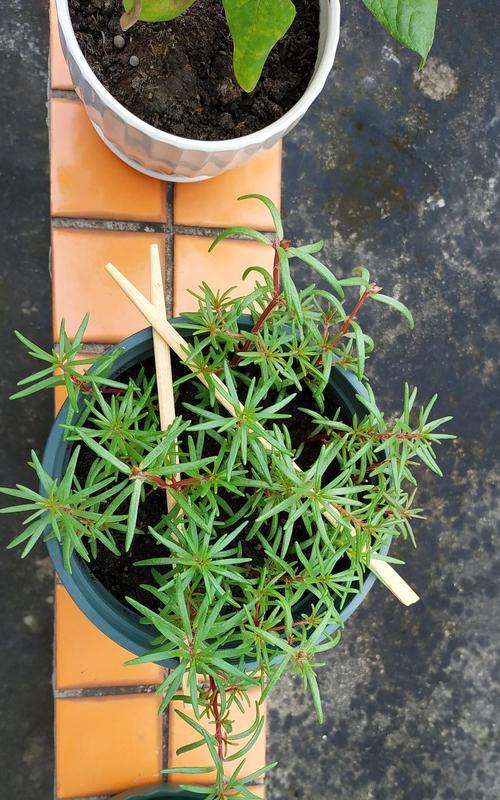 以太阳花的生长过程（从种子到盛放的美丽花朵）