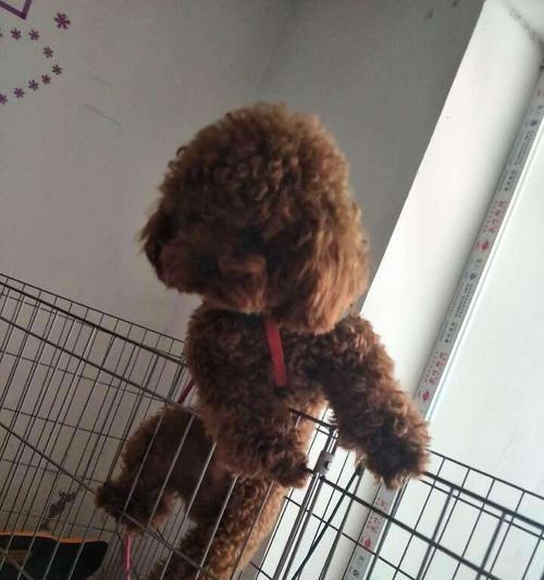 以泰迪怎么看年龄大小（揭秘泰迪外貌与年龄的关联）