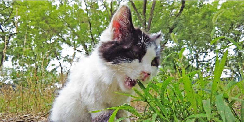 猫为什么会吃草（探究猫咪吃草的原因及对健康的影响）