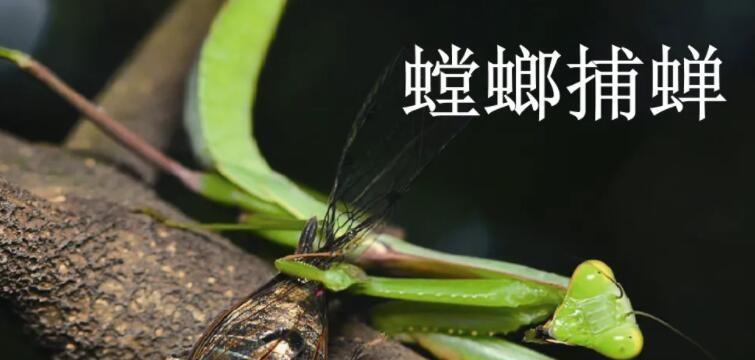 螳螂新技能如何升级？升级后有哪些新特性？