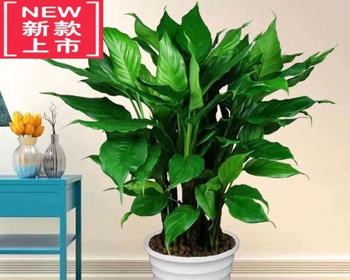 办公桌上放什么植物好看？哪些植物既美观又适合室内环境？