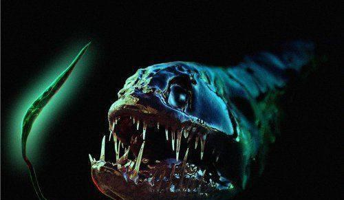 海底一万米藏着哪些神秘生物？探索深海生物的奥秘！