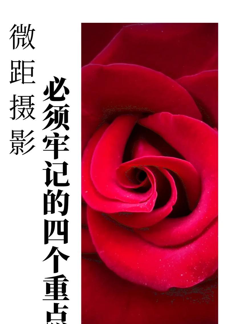 手机如何拍摄微距镜头视频？拍摄微距视频有哪些技巧？