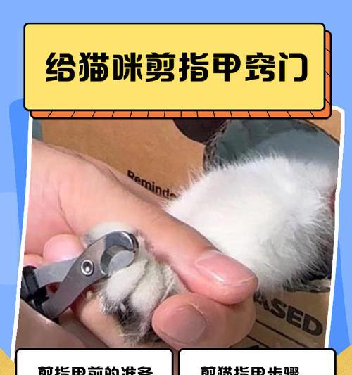 如何安全给猫咪剪指甲（防止猫咪咬人的有效方法）