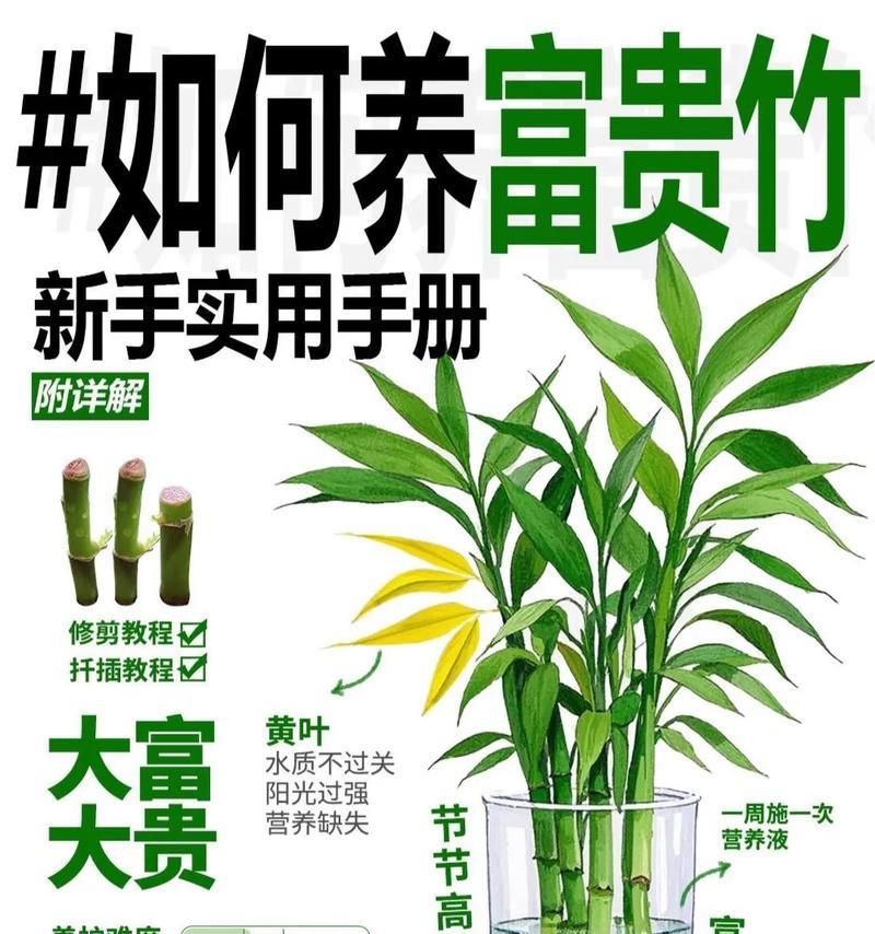水养富贵竹黄叶处理方法（如何避免富贵竹黄叶现象）